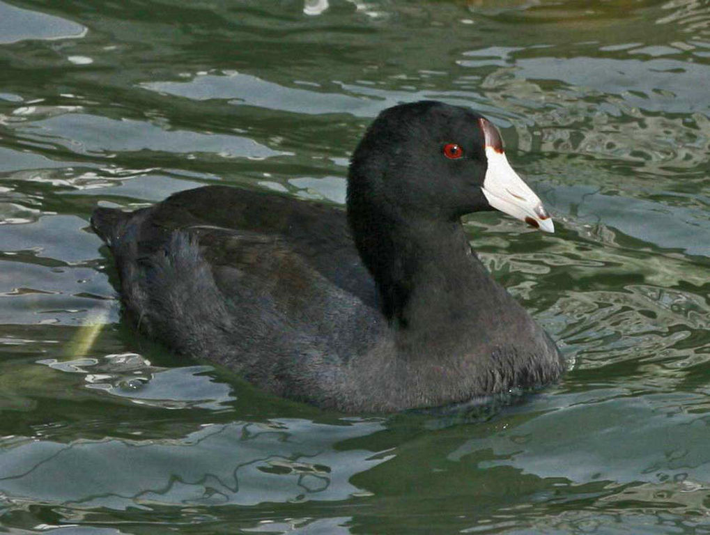 American Coot "Fulica americana" Boreal Songbird Initiative